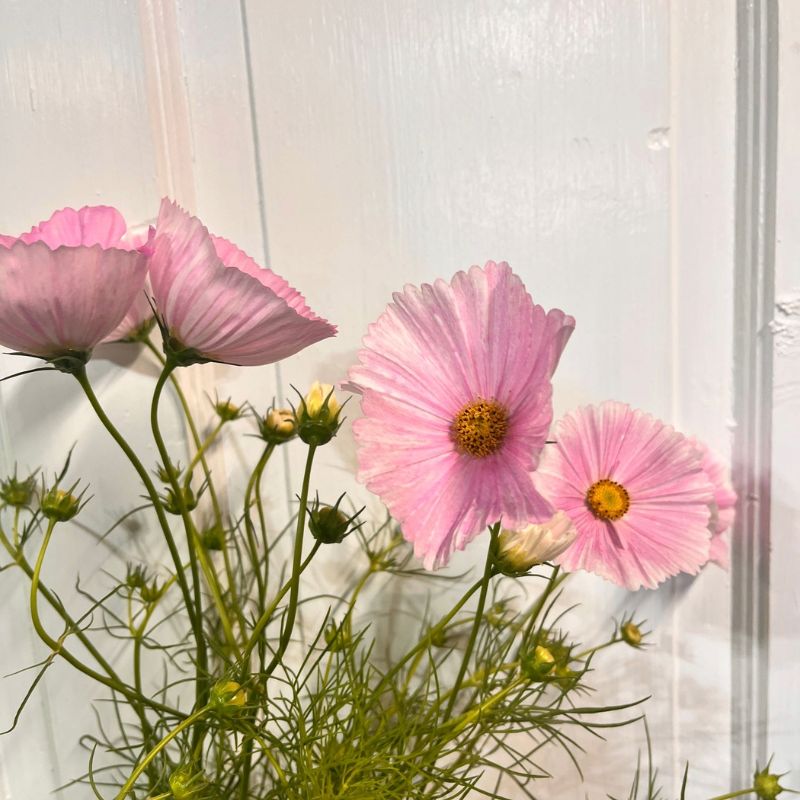 Blush cosmos grown in West Bend, Wisconsin